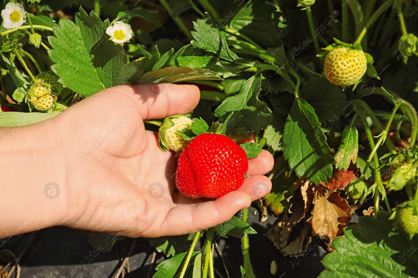 Photo of Woman gathering strawberries in garden on sunny day