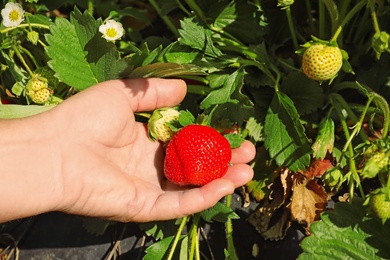 Woman gathering strawberries in garden on sunny day