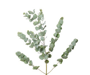 Photo of Eucalyptus branches with fresh leaves on white background