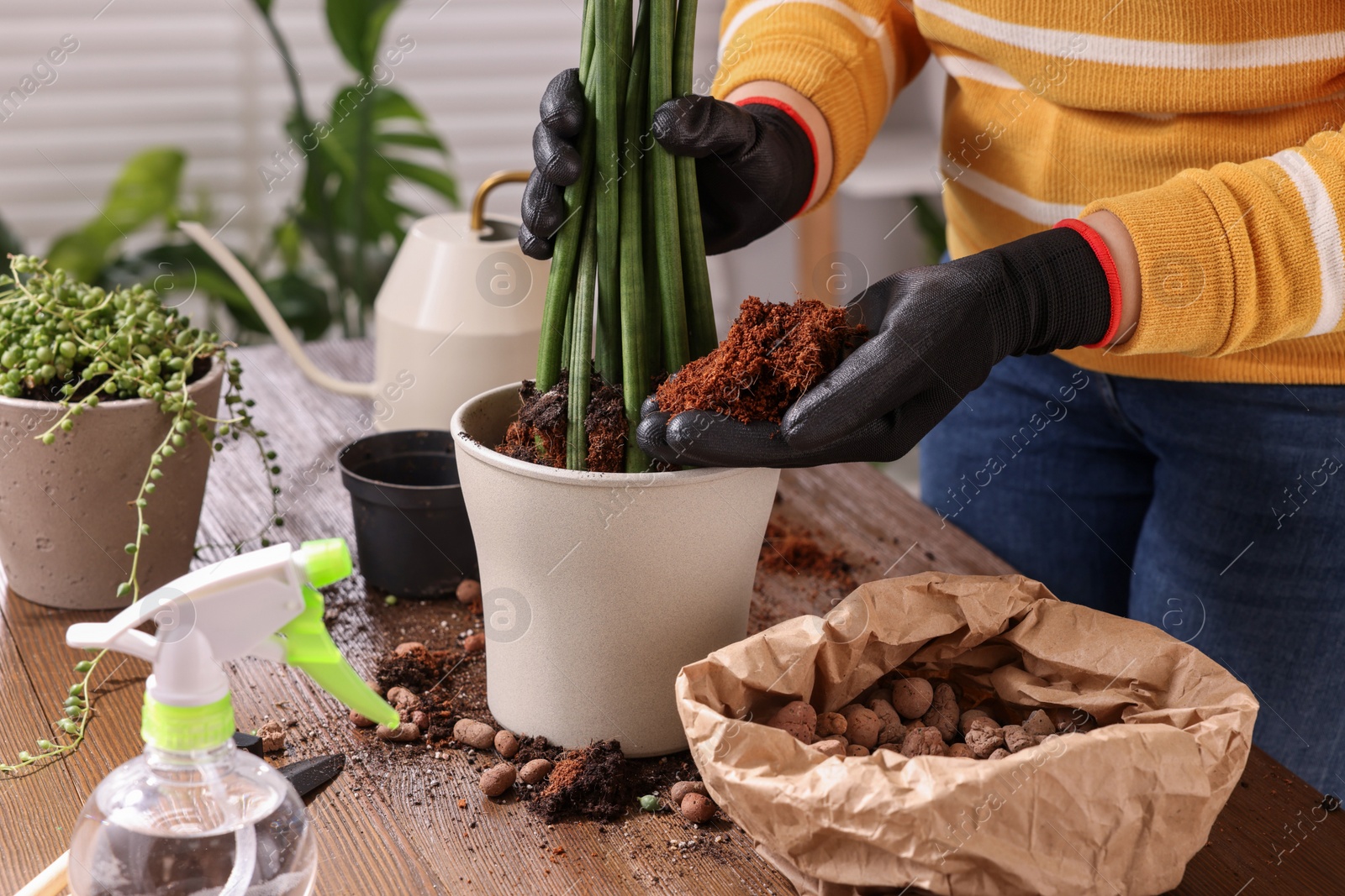 Photo of Woman transplanting houseplant into new pot at wooden table indoors, closeup