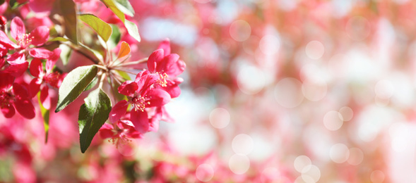Image of Blossoming spring tree on sunny day. Space for text