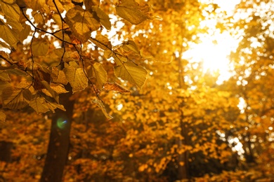 Blurred view of forest on autumn day, focus on branches