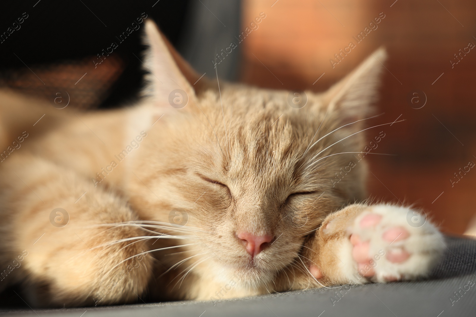 Photo of Cute ginger cat sleeping on sofa at home