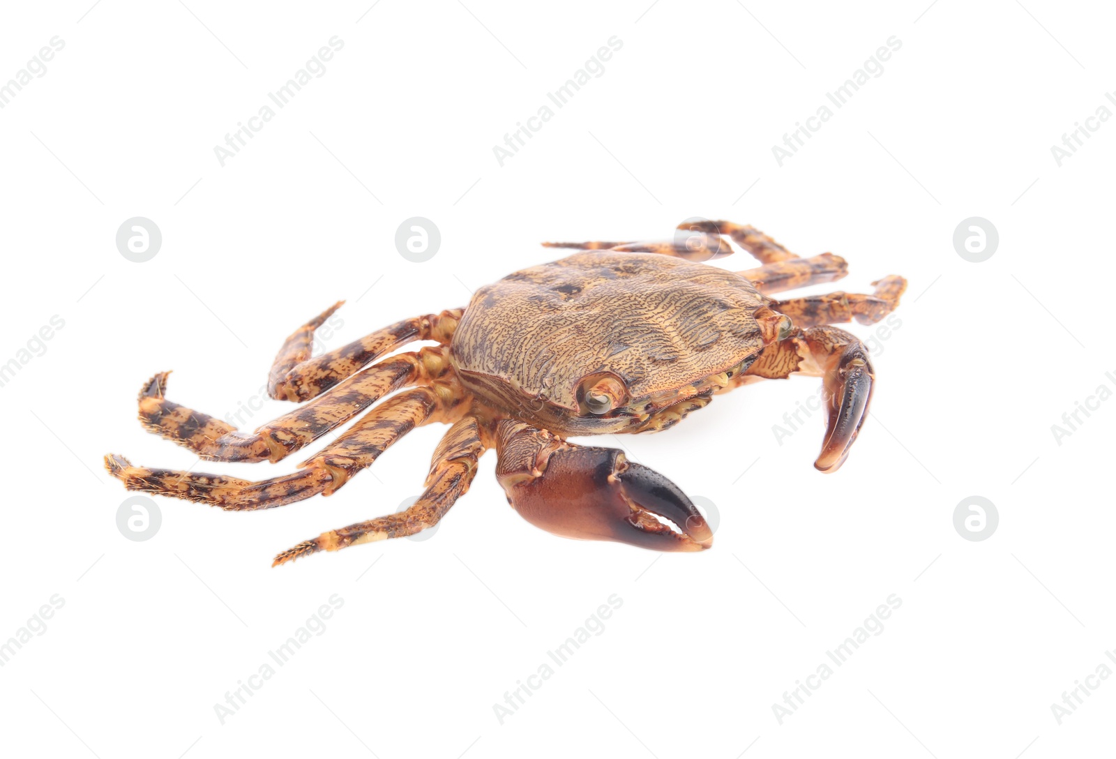 Photo of One fresh raw crab isolated on white