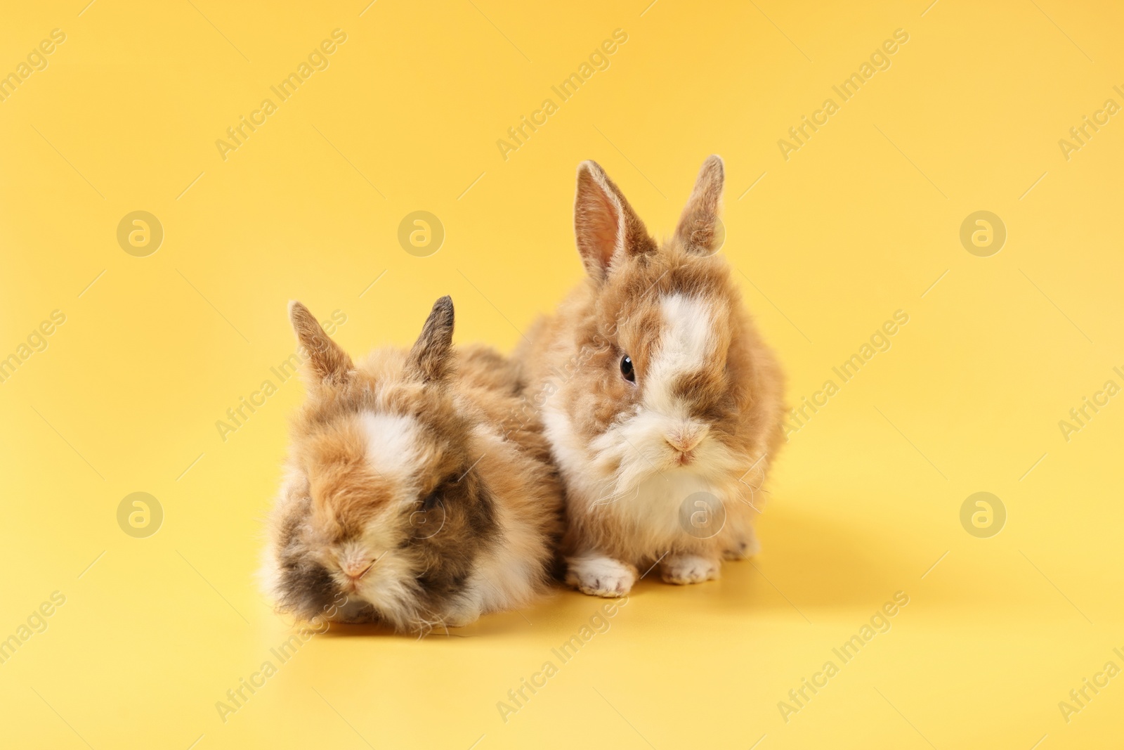 Photo of Cute little rabbits on yellow background. Adorable pet