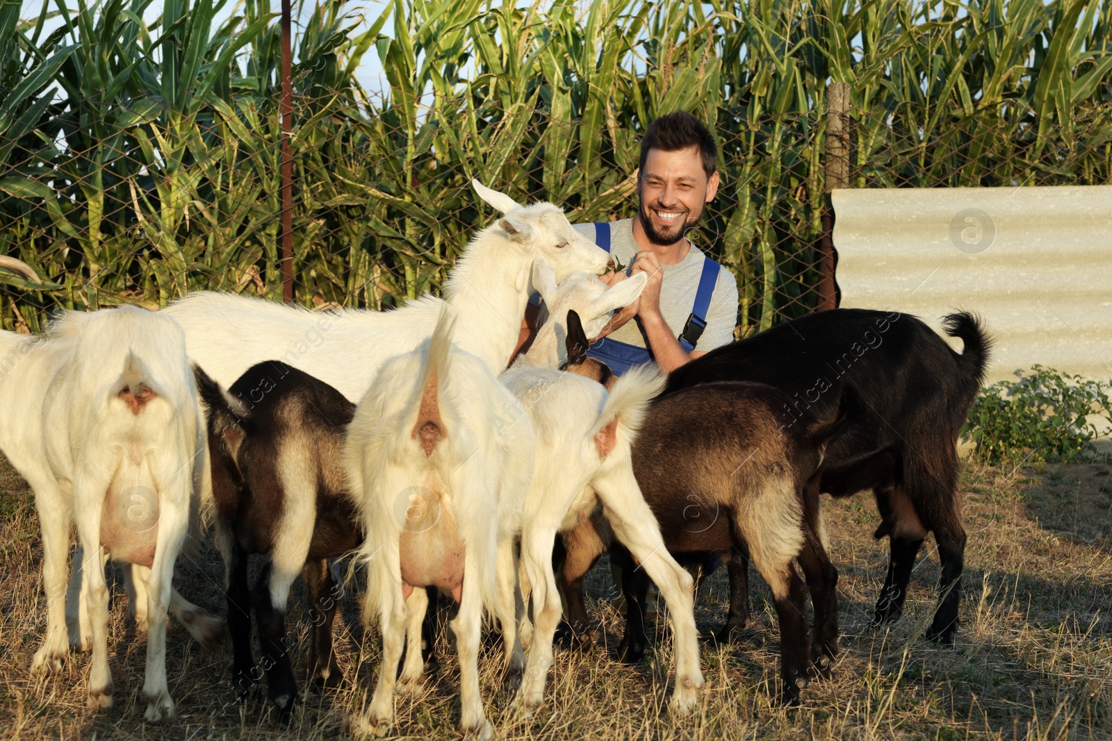 Photo of Man with goats at farm. Animal husbandry