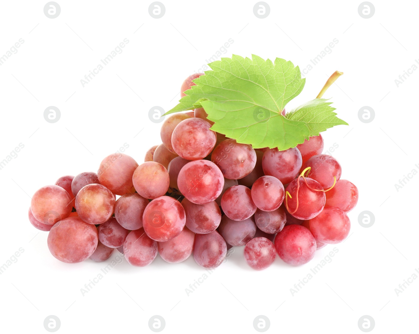 Photo of Bunch of red grapes with green leaf isolated on white