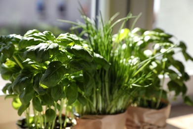 Different aromatic potted herbs near window indoors, closeup. Space for text