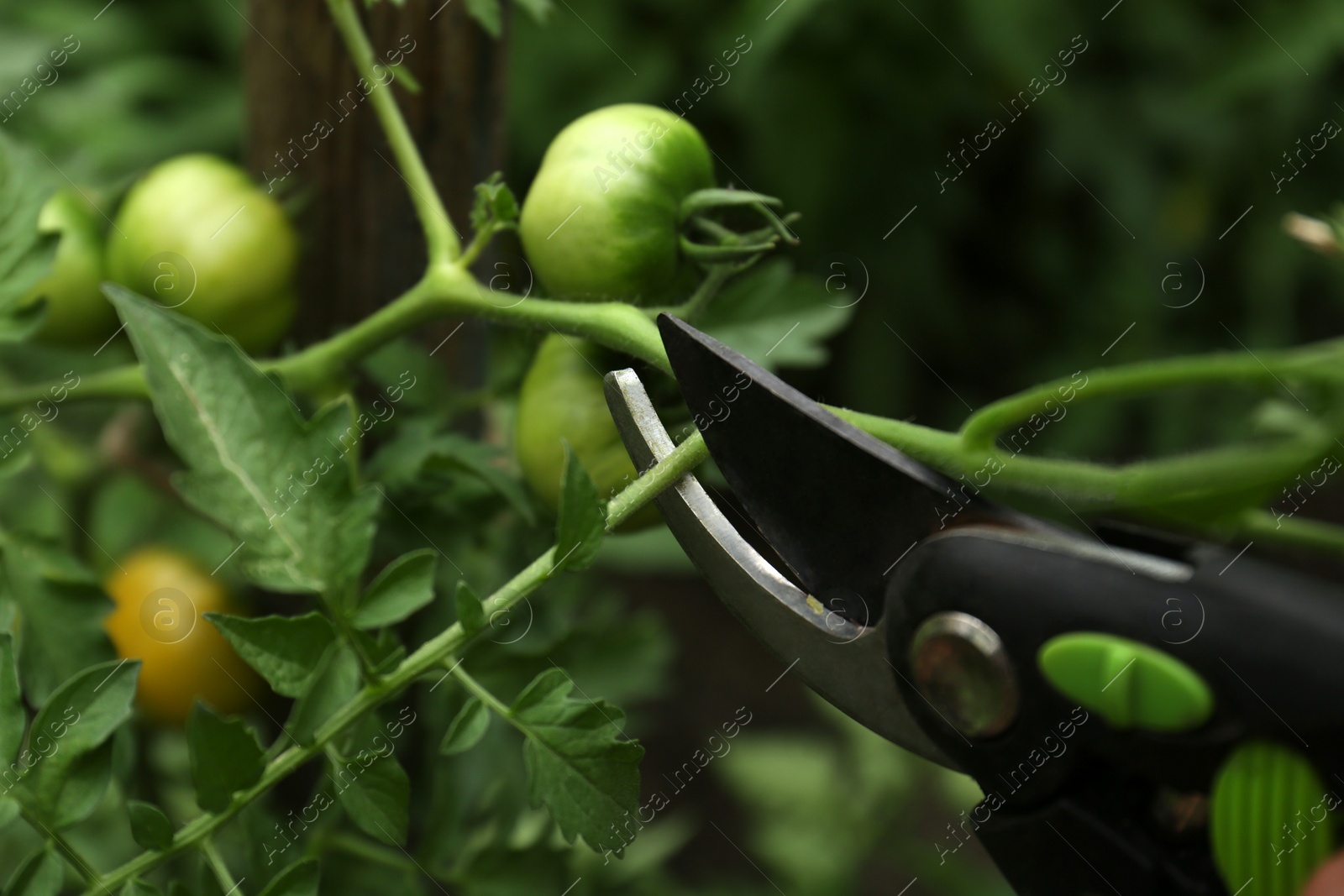 Photo of Pruning tomato bush with secateurs in garden, closeup