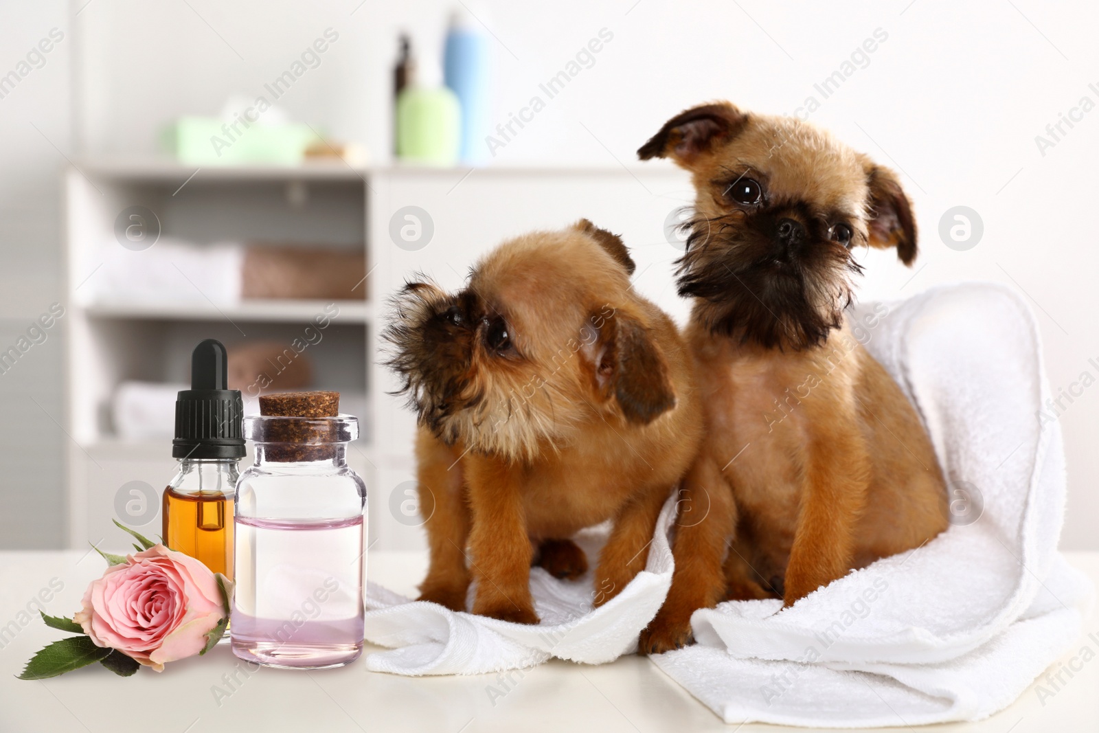 Image of Aromatherapy for animals. Essential oils and Brussels Griffon dogs on table