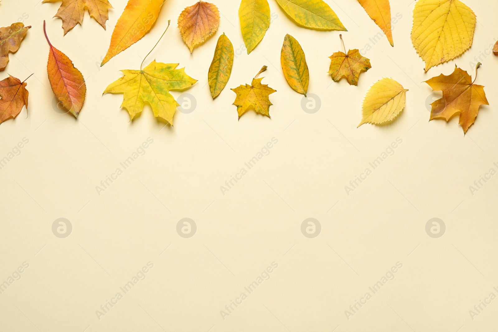 Photo of Flat lay composition with autumn leaves on beige background. Space for text