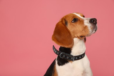Photo of Adorable Beagle dog in stylish collar on pink background. Space for text