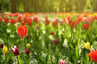 Beautiful bright tulips growing outdoors on sunny day, closeup