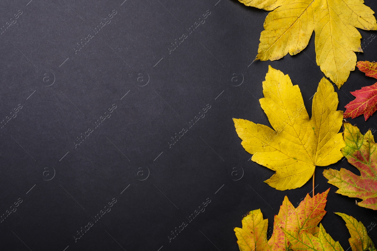 Photo of Colorful autumn leaves on black background, flat lay. Space for text