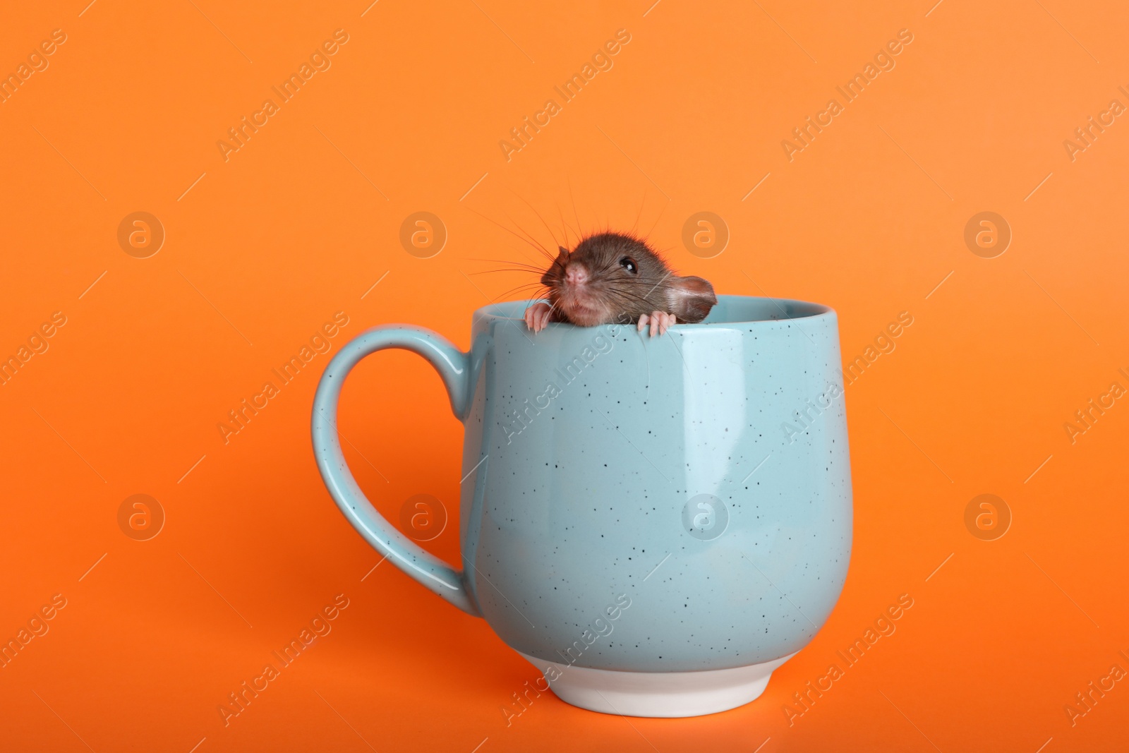 Photo of Cute small rat in light blue ceramic cup on orange background