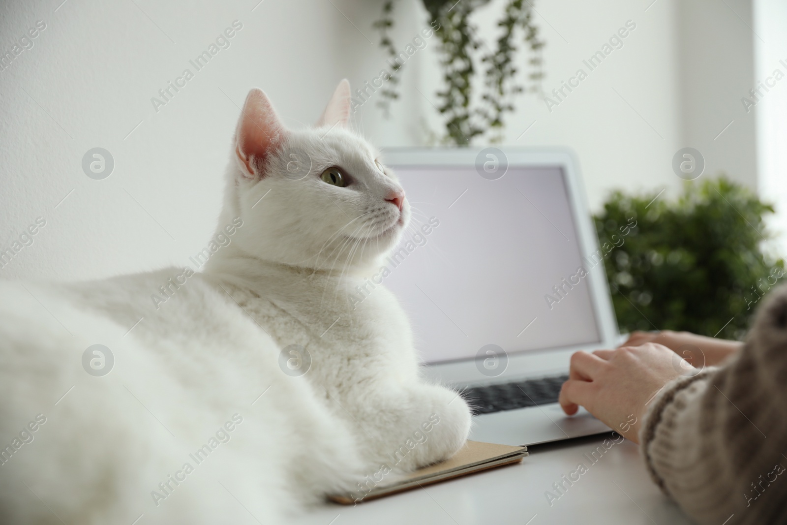 Photo of Woman working while her cat relaxing near laptop on table, closeup