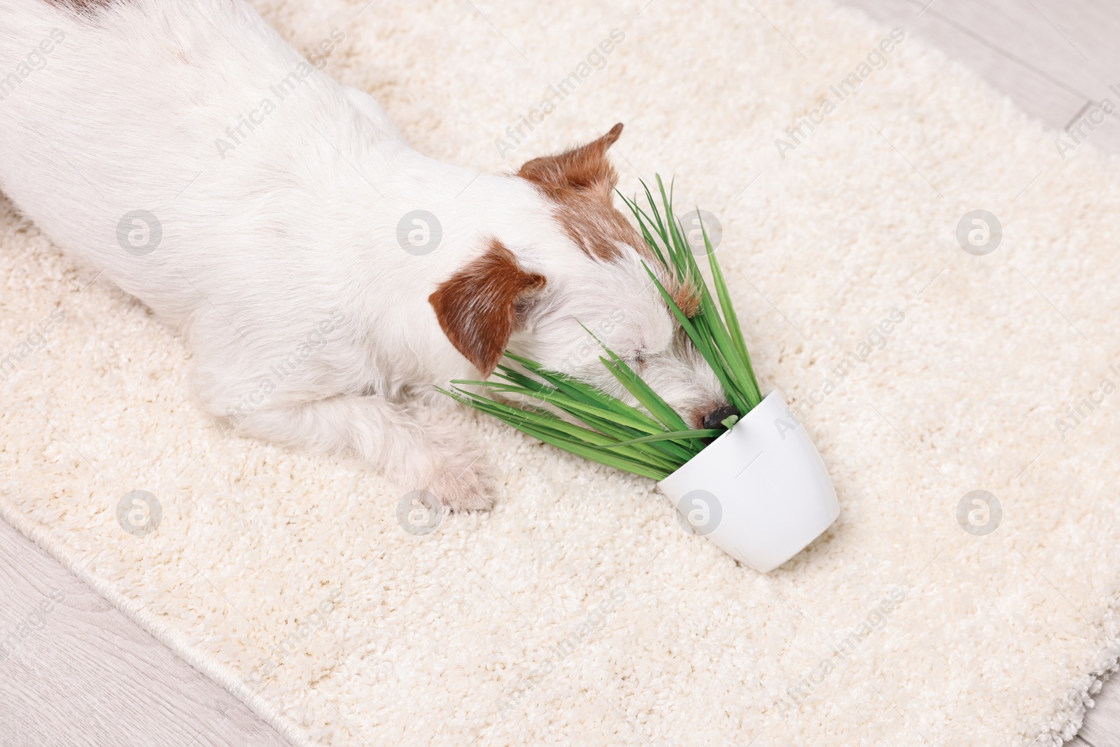 Photo of Cute dog near overturned houseplant on rug indoors, above view