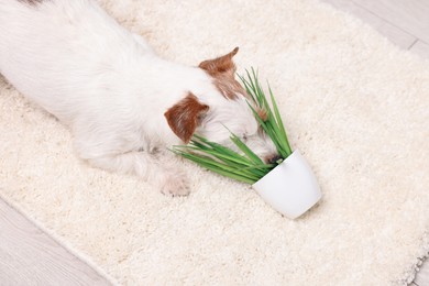 Photo of Cute dog near overturned houseplant on rug indoors, above view