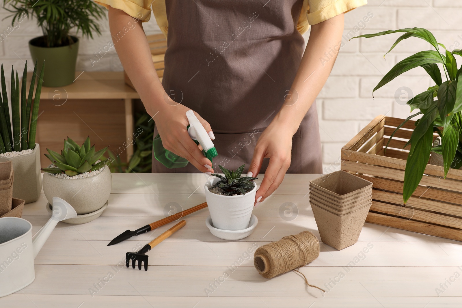 Photo of Woman spraying beautiful succulent plant with water at white wooden table, closeup