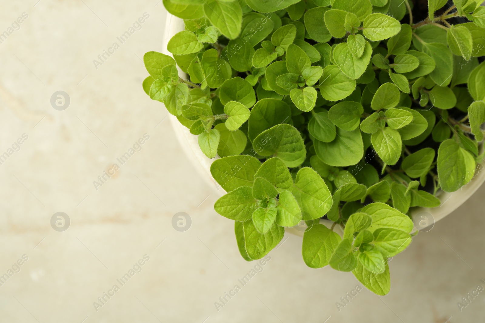 Photo of Aromatic potted oregano on light marble table, top view. Space for text