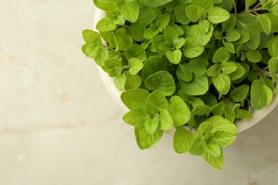 Aromatic potted oregano on light marble table, top view. Space for text