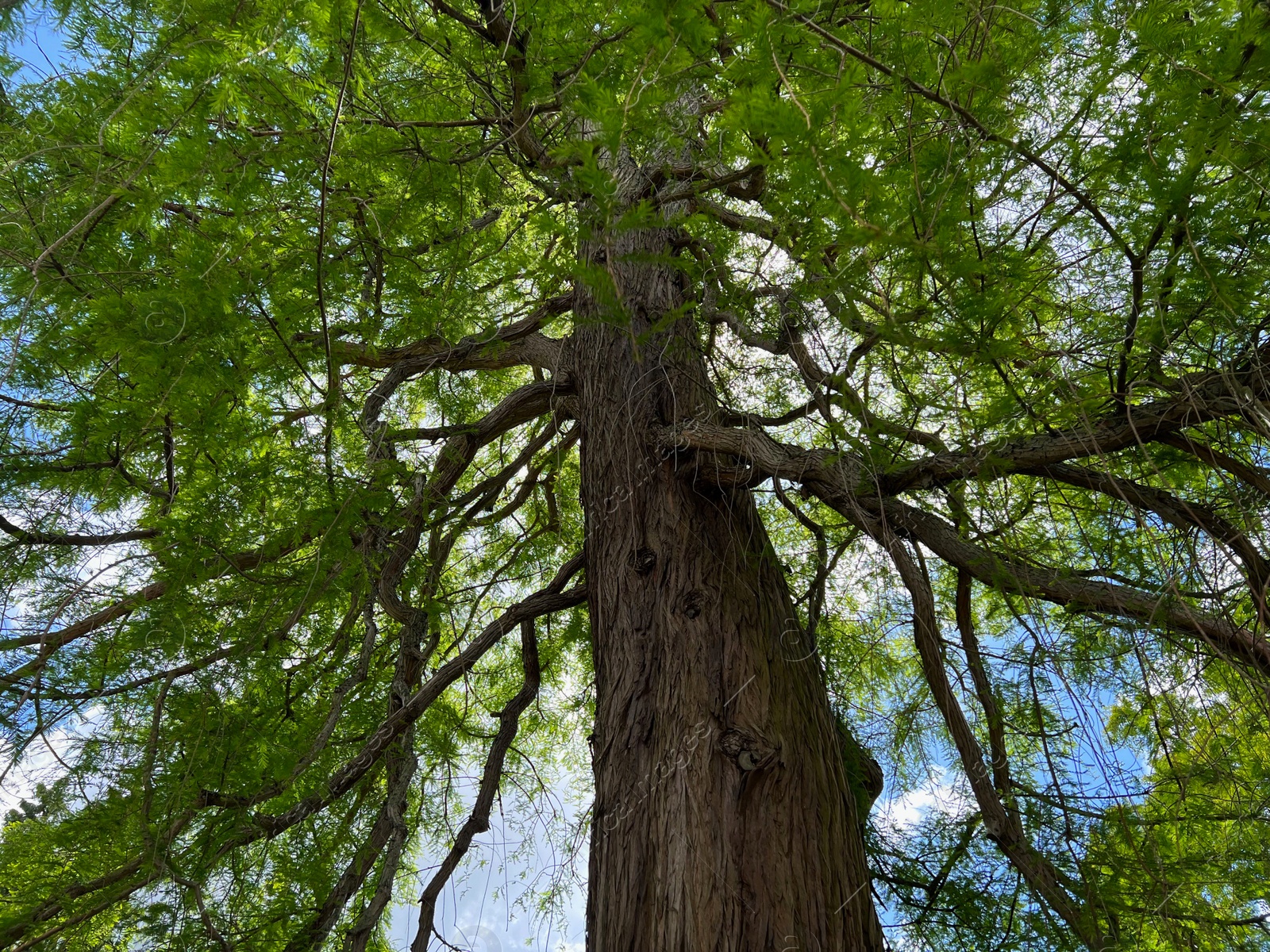 Photo of Beautiful tall tree with green leaves in park, low angle view