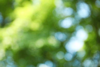 Photo of Blurred view of abstract green background. Bokeh effect