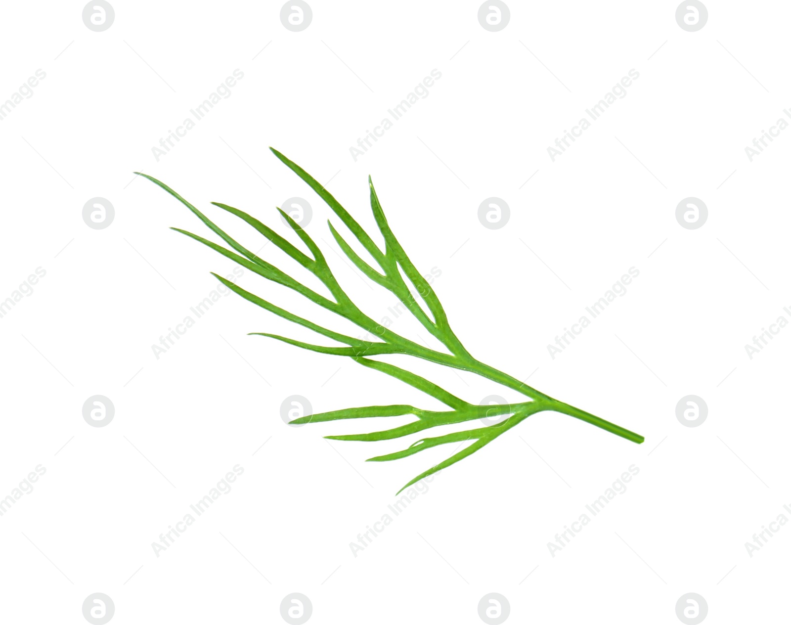 Photo of Sprig of fresh dill isolated on white