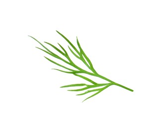 Photo of Sprig of fresh dill isolated on white