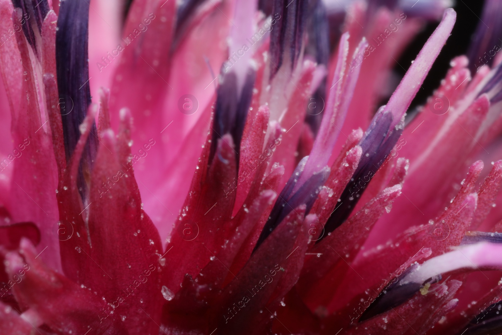 Photo of Macro photo of beautiful flower petals as background