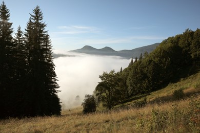 Picturesque view of foggy forest. Beautiful mountain landscape