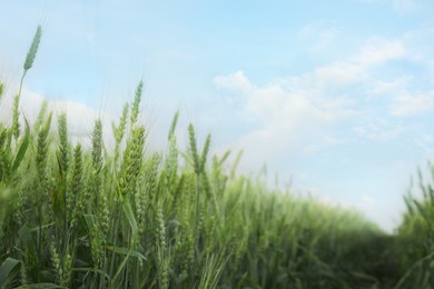 Photo of Beautiful wheat growing in field, closeup. Space for text