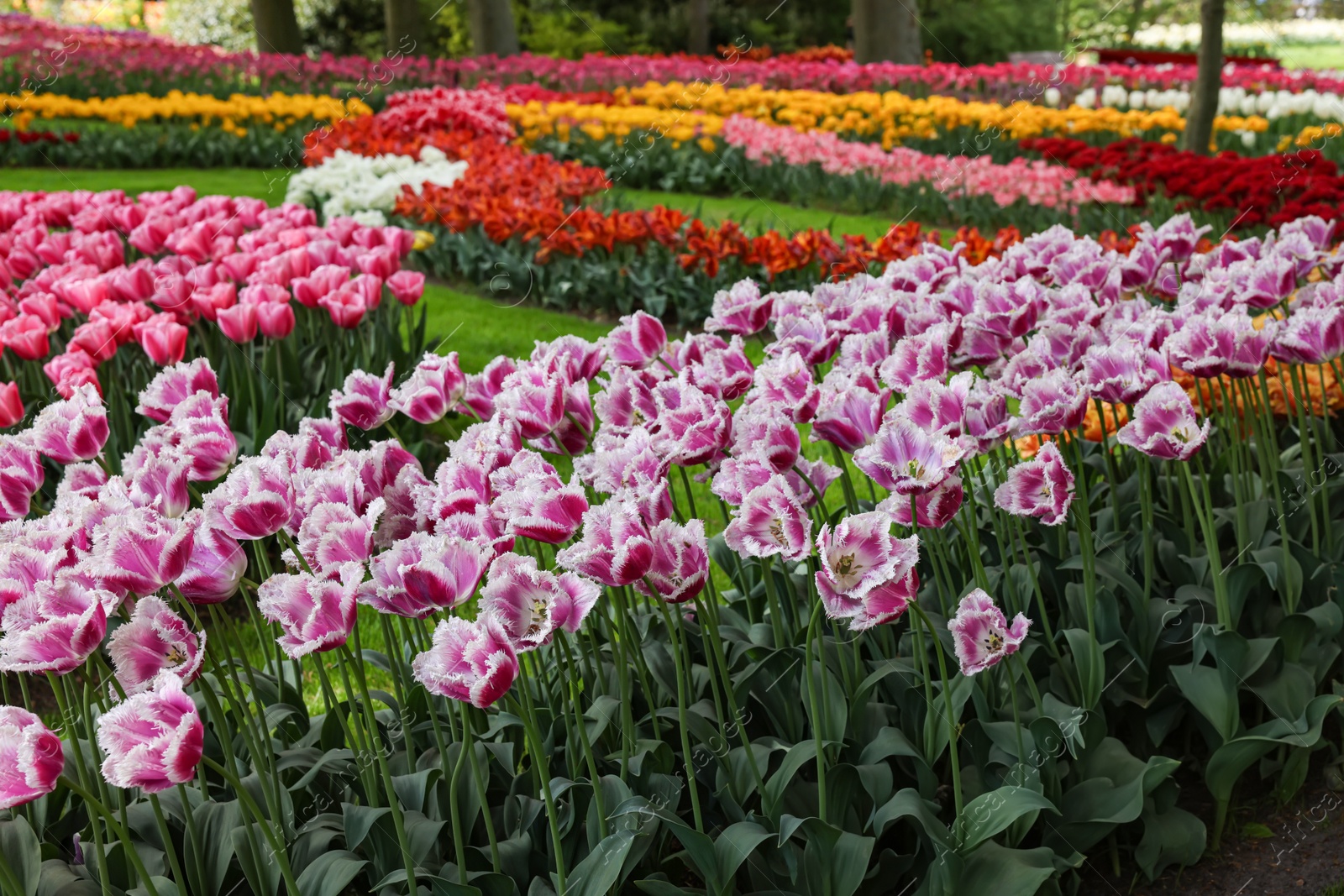 Photo of Many beautiful tulip flowers in park. Spring season