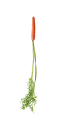 Photo of Fresh ripe juicy carrot isolated on white