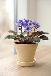 Photo of Beautiful house plant on wooden table near window