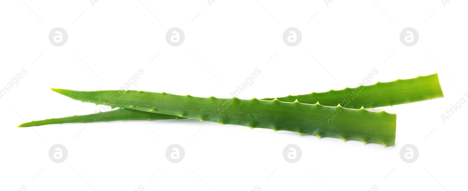 Photo of Aloe vera leaves on white background