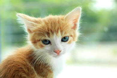 Photo of Cute little red kitten on blurred background, closeup view. Space for text