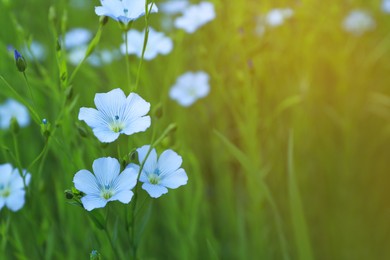 Photo of Beautiful blooming flax plants on blurred background, space for text