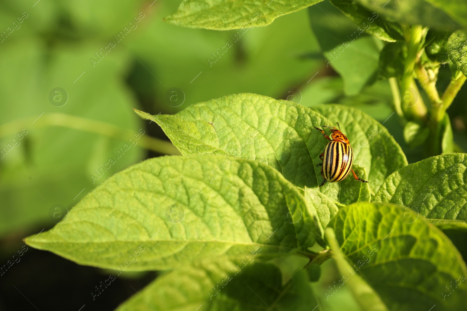 Photo of Colorado potato beetle on green plant outdoors, closeup