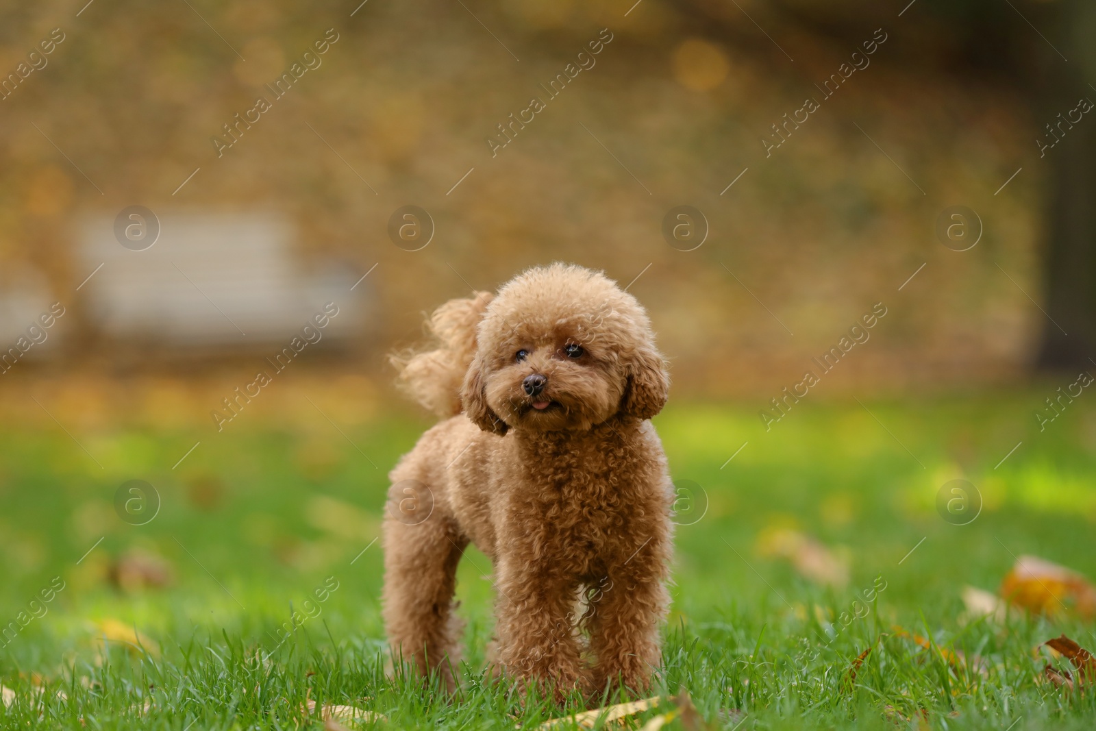 Photo of Cute Maltipoo dog on green grass in autumn park