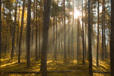 Majestic view of forest with sunbeams shining through trees in morning