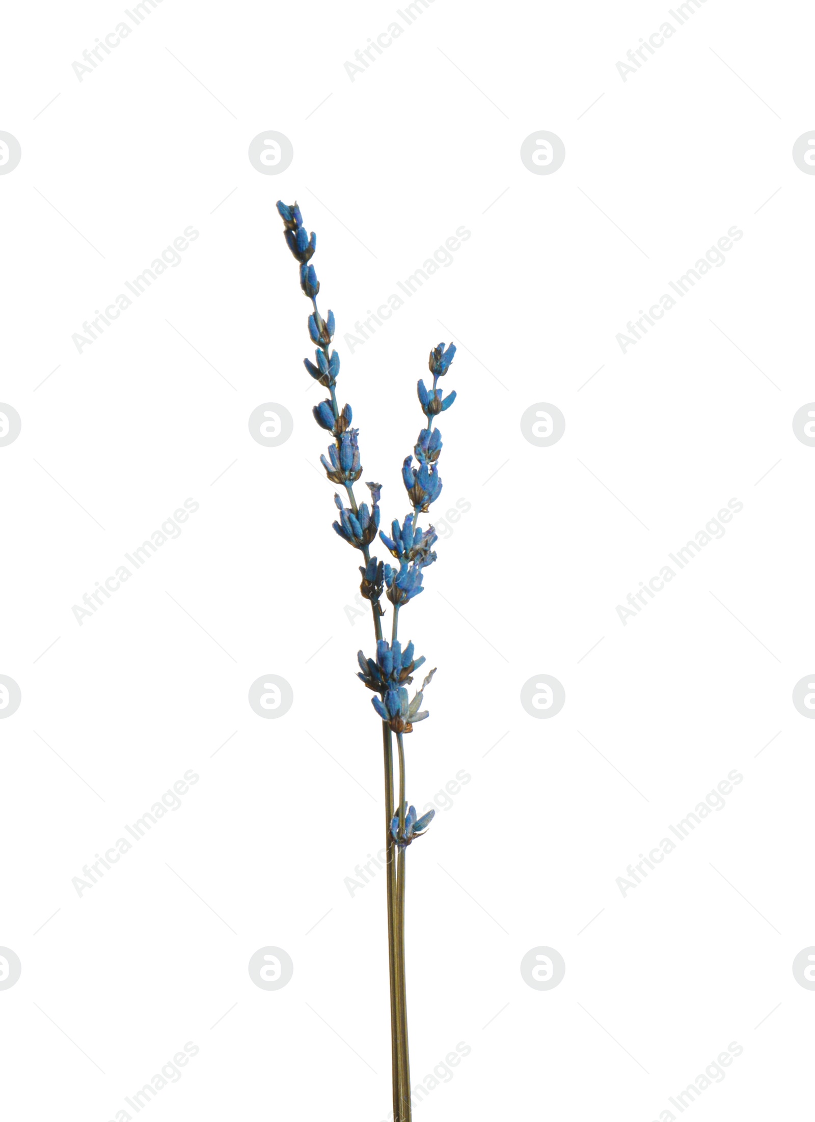 Photo of Beautiful tender dried flowers on white background.