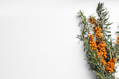 Photo of Branches of sea buckthorn on white background, flat lay. Space for text