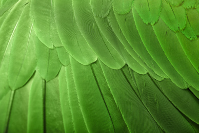 Photo of Colorful feathers of Alexandrine Parakeet as background, closeup