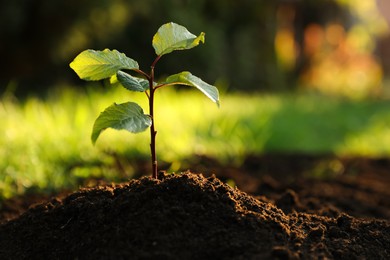 Photo of Seedling growing in fresh soil outdoors, closeup. Planting tree. Space for text