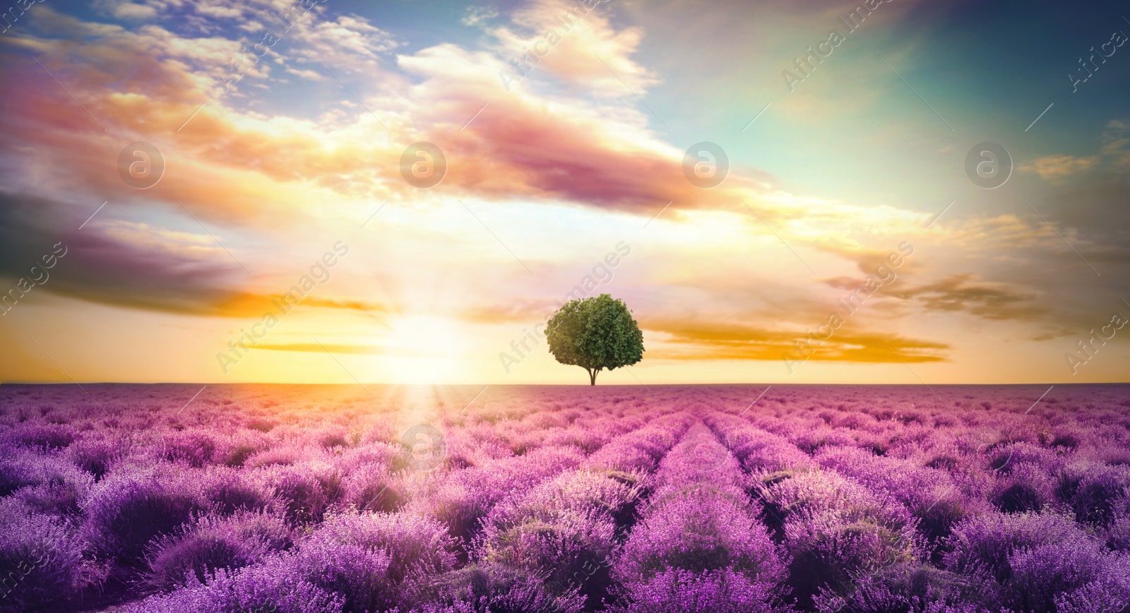 Image of Beautiful lavender field with single tree under amazing sky at sunset