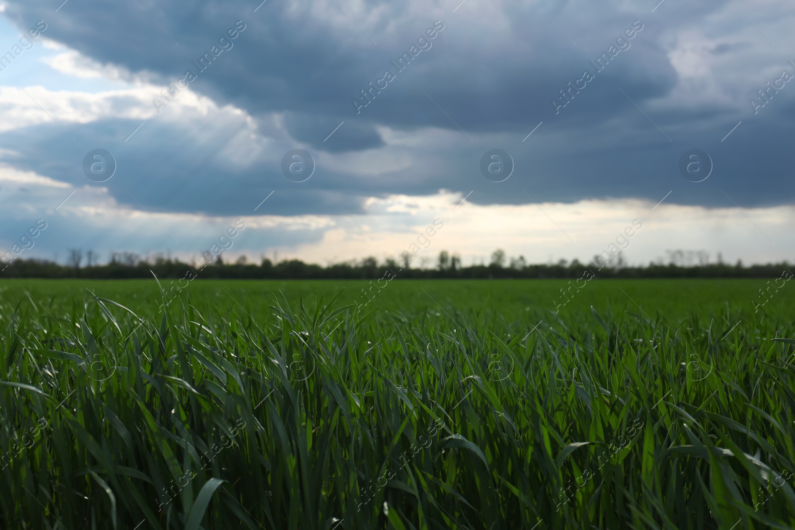 Photo of Beautiful agricultural field with ripening cereal crop under blue sky