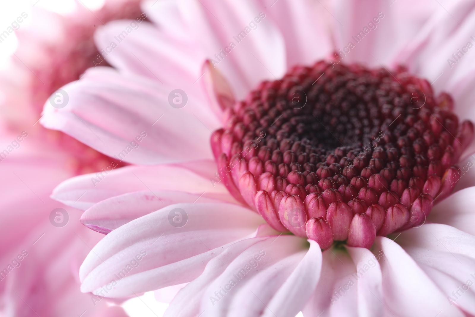 Photo of Beautiful pink chrysanthemum flower as background, macro view
