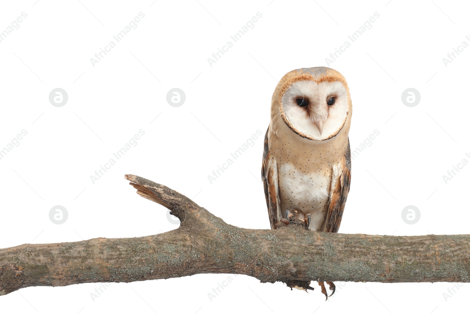 Photo of Beautiful common barn owl on twig against white background