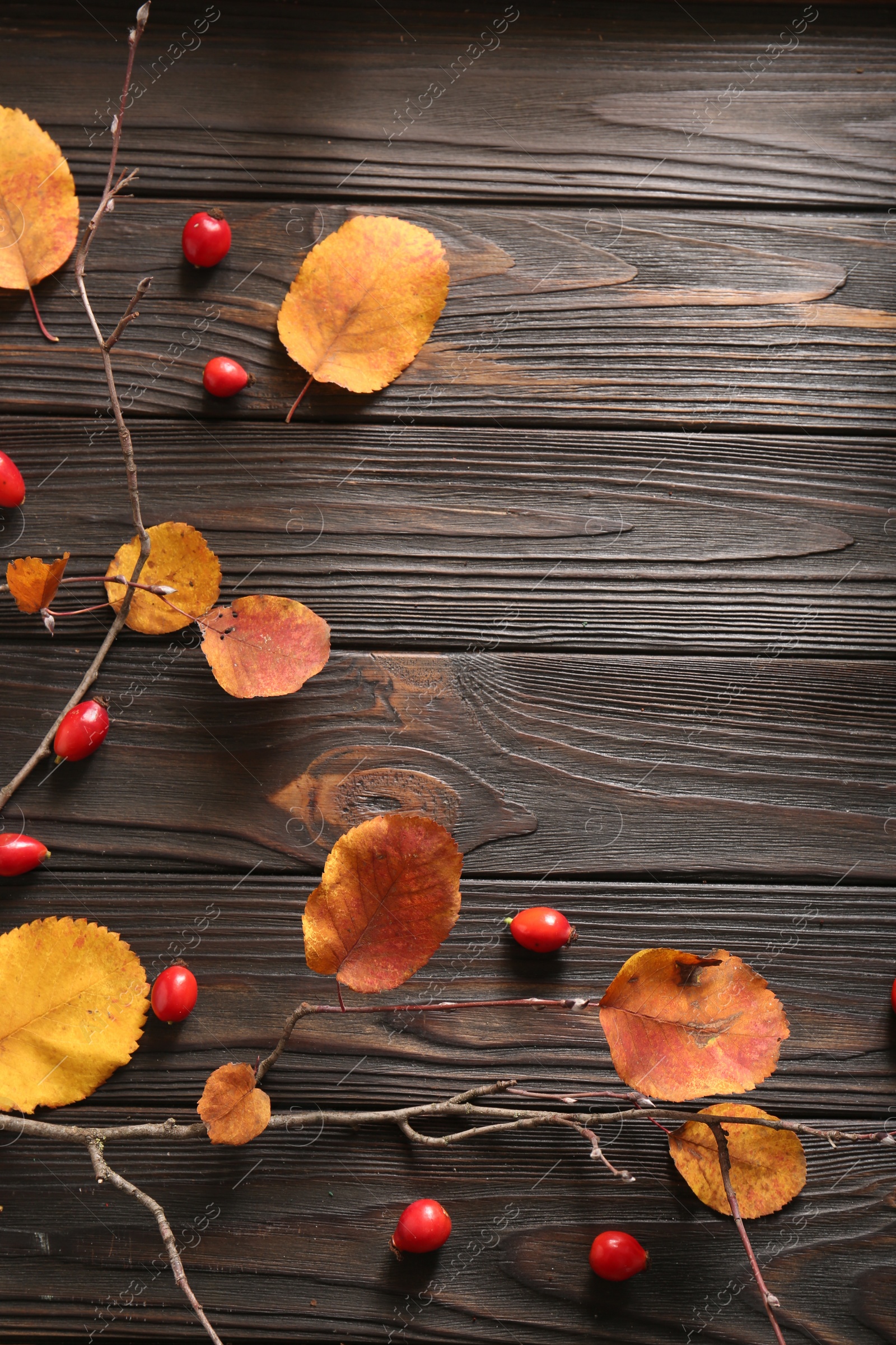 Photo of Tree branch with yellowed leaves and rosehip berries on wooden table, flat lay. Space for text